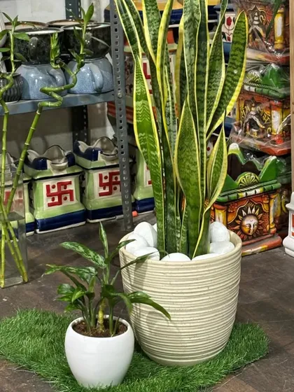 A classic for a reason. The Snake Plant is a top choice for improving indoor air quality, and it's incredibly low-maintenance. Here it is paired with a simple, elegant ceramic pot.