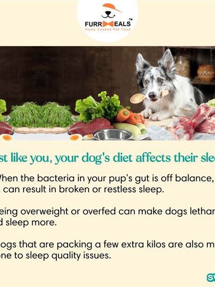 Is your dog getting enough sleep? This guide explains how much sleep dogs need at different life stages and how diet can affect their sleep quality, because a well-rested pup is a happy pup.