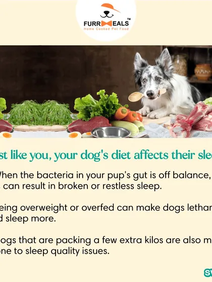 This extensive library of educational content covers everything a pet parent needs to know, from the benefits of turmeric and moringa to tips for hydration, sleep, dental health, and raising a new puppy.
