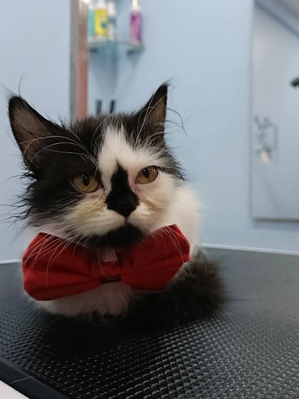 Mamppi Deb - Pet Grooming & Styling Feline Friends: Cat Grooming photo 17