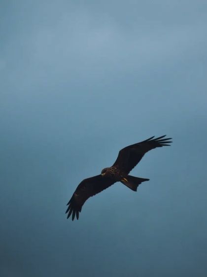 Lalith - Wildlife & Nature Photography Wings in Motion photo 28
