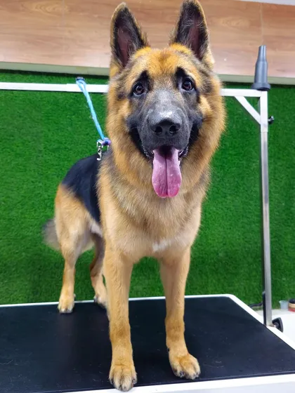 A happy German Shepherd after a full de-shedding and grooming session. Notice the clean lines and healthy shine of the coat, a direct result of professional undercoat removal and expert care.