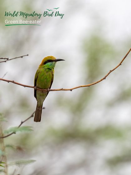 The vibrant Green Bee-eater is a summer visitor to our sites. They return to our green belts to breed, filling the air with their cheerful calls.
