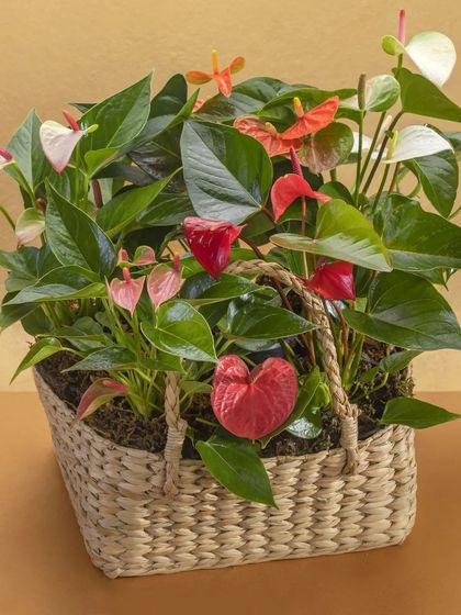 A basket overflowing with Anthuriums in shades of red, pink, and white. This arrangement showcases the variety within a single plant species and makes for a stunning, long-lasting display.