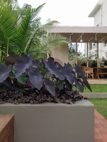 This recently completed private residential garden features a covered outdoor dining area. I used bold, dark-leafed plants like Colocasia to create a dramatic contrast with the surrounding green lawn and warm wood tones.