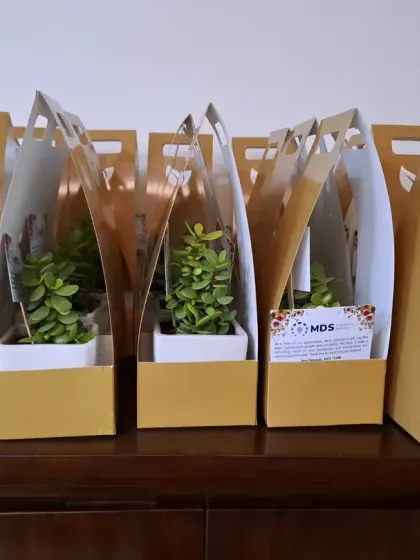 A set of beautiful Jade plants in white pots, presented in elegant golden gift carriers. This packaging option adds a touch of luxury, ideal for weddings, anniversaries, or special celebrations.