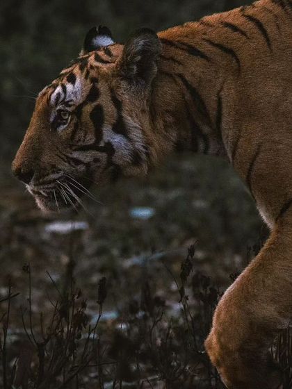 The powerful stride of a tigress. Each safari is a lesson in the behavior and beauty of these magnificent animals.