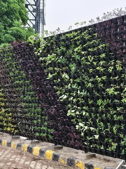 A finished vertical garden project, turning a plain exterior wall into a living, breathing feature. These green walls are perfect for urban areas, adding immense aesthetic value and improving air quality with minimal ground space.