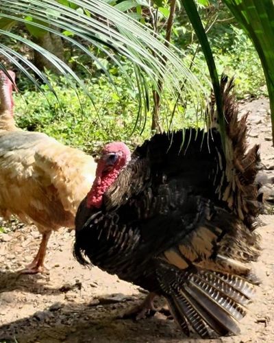 Farm Life Experience