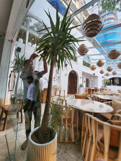 A striking Silver Yucca plant finds its home at the beautiful All Saints restaurant. Yuccas are perfect for commercial spaces as they are low-maintenance, pest-resistant, and offer years of easy, sculptural greenery.
