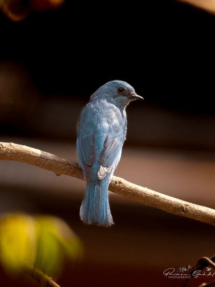 The same female Verditer Flycatcher with a darker, more dramatic background edit.