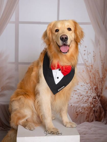 A classic, happy portrait of the dog looking straight at the camera with a big smile.