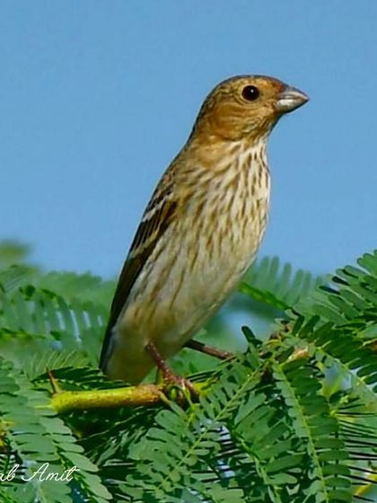 Jewels of the Forest: Colorful Songbirds photo 12