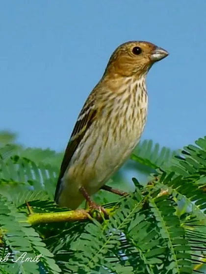 The Common Rosefinch is a whisper of dawn's blush. The male's crimson hues make it a living gem, a beautiful sight in the Himalayan wilderness.