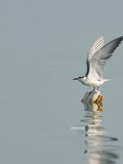 A Whiskered Tern prepares for takeoff from a small perch in the water, its wings raised and creating a beautiful, still reflection. This image captures a moment of quiet elegance.