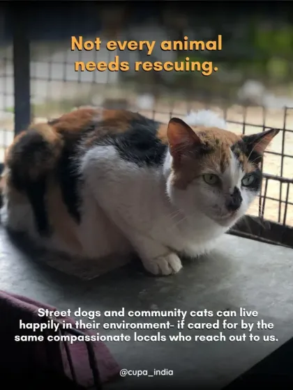 Cupa - Pet Adoption, Fostering & Sponsorship The Hard Truth: Advocacy & Responsible Pet Ownership photo 7