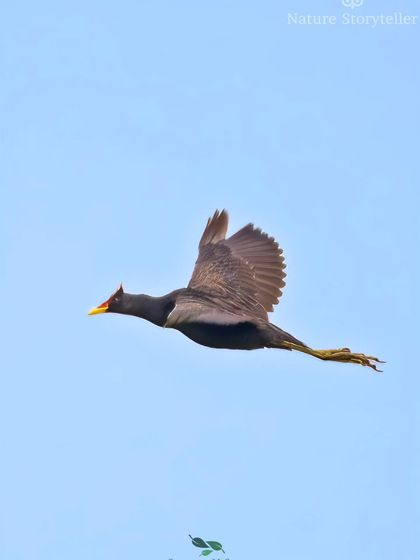 The rare and talked-about Watercock, captured in flight against a clear blue sky in Uttar Pradesh.