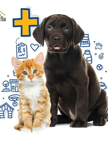 This captures the heart of what I do: providing dedicated veterinary care for both dogs and cats. From puppy and kitten checkups to ongoing health management for your adult pets, I am here to ensure they live happy, healthy lives.