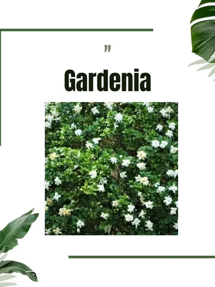 An informational graphic showcasing Gardenia, a beautiful and fragrant low-maintenance shrub.