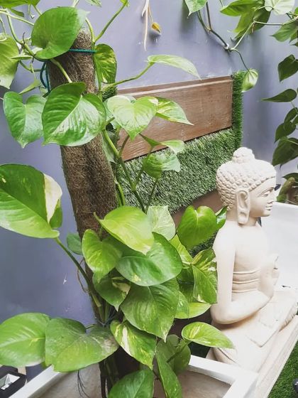 A close-up of the Buddha statue, with money plants climbing on moss sticks, adding to the natural and peaceful setting.
