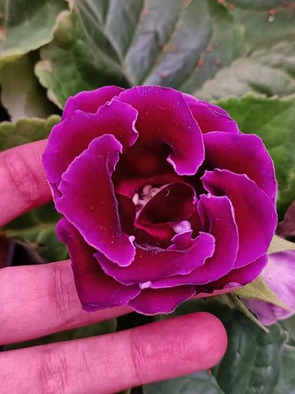 A deep, velvety purple Gloxinia flower, one of the beautiful additions to our Horamavu branch.