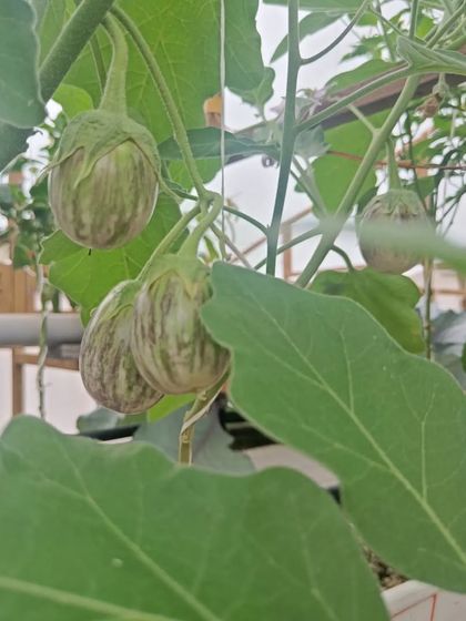 A variety of other fruiting plants like basil, brinjal, and chillies thriving in the pods.