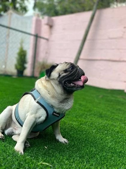 Snugglys Paw House - Pet Daycare The Play Yard: Our Big, Green Backyard photo 29