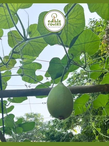 A healthy bottle gourd, or lauki, hanging from its trellis. This is one of the most common and loved vegetables I grow, prized for its versatility in cooking.
