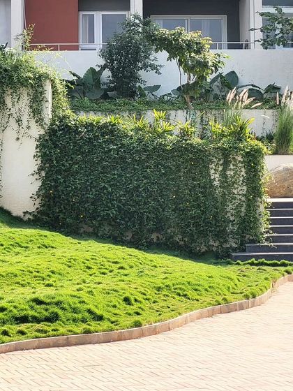 A simple retaining wall becomes a living 'Wonderwall' with creeping fig. The contrast between the soft, undulating lawn and the textured green wall adds depth and interest to this residential garden space.