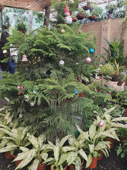 Our living Christmas tree, all decorated and ready for the holidays. We love celebrating festivals with a green twist.