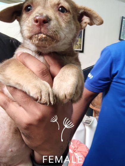This little female pup, just 1.5 months old, is being held by her rescuer. She has been dewormed and will be vaccinated before she goes to her new home.