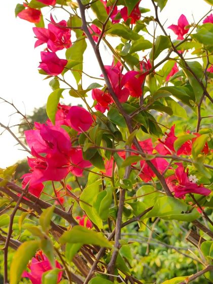 A close-up of a vibrant pink Bougainvillea branch against the setting sun. It's a tough, sun-loving plant that rewards you with endless flowers.