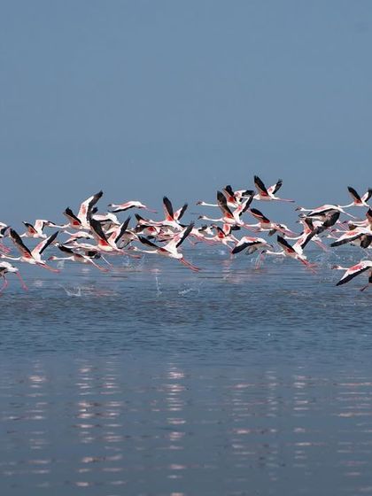 Capturing the moment of takeoff, with water splashing as the birds lift off.