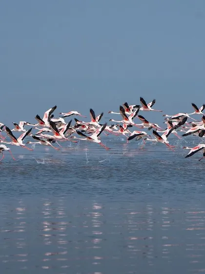 Capturing the moment of takeoff, with water splashing as the birds lift off.