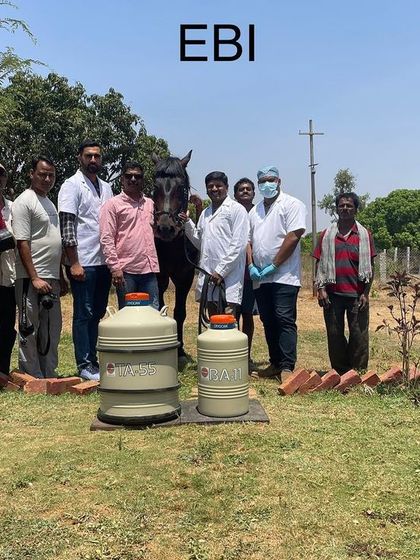 Our breeding services extend beyond the lab. We provide comprehensive support for horse owners and breeders, combining scientific expertise with practical horsemanship to achieve successful outcomes.