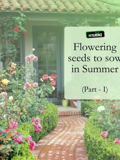 Hygrinz - Garden Design & Landscaping Your Guide to a Green Thumb photo 17