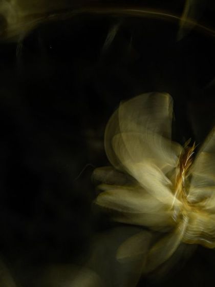 A slow-shutter image of a termite swarm, creating an abstract pattern that looks like a flower made of fire.