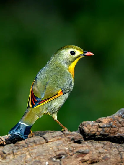 A Red-billed Leiothrix perched gracefully, its colorful plumage making it a jewel of the forest in Sattal, Uttarakhand.
