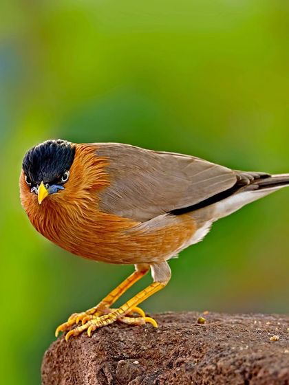 A Brahminy Mynah stands on a rock, looking intently at the camera. Its bold stance and direct gaze give the bird a strong and confident personality.