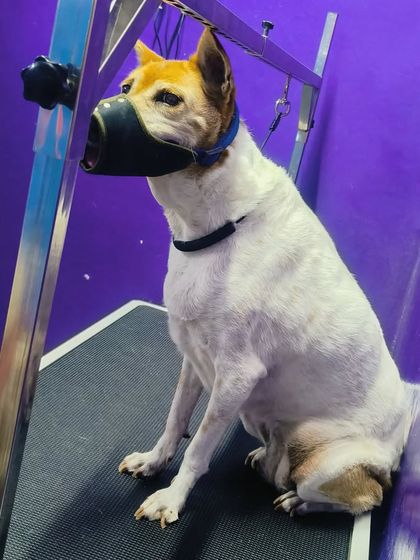 Bengaluru Pet Company - Pet Grooming Health & Safety First: Tackling Tough Cases photo 3