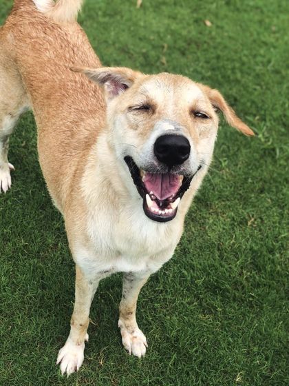 The happiest, sun-kissed smile from this lovely Indie dog.