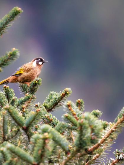 A wider view of the Black-faced Laughingthrush, showing its preference for coniferous forests.