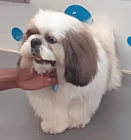A sweet Shih Tzu named Crypto looking absolutely adorable after his haircut.
