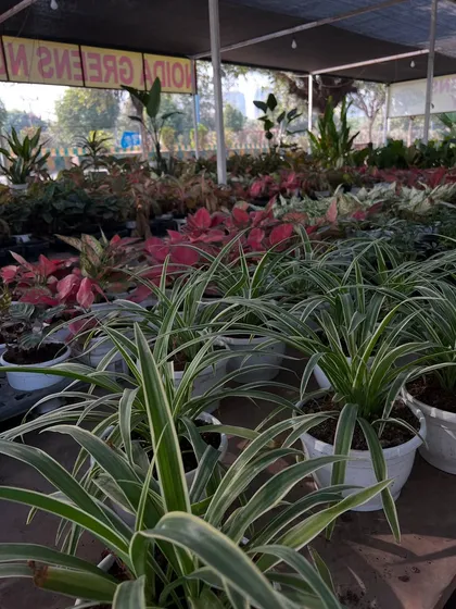 Welcome to Noida Greens Nursery. Here is a look at our indoor section, filled with healthy Aglaonema, Spider Plants, and many other varieties ready for your home.
