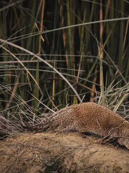 The young mongoose finally emerges, staying close to its parent. Documenting family behaviors is a key part of our work.