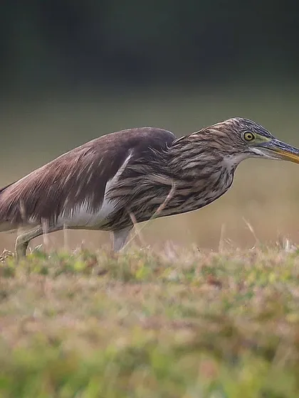 A Pond Heron on the hunt in Singapore. It can be difficult to distinguish between the three migratory Pond Heron species (Chinese, Indian, and Javan) when they are in their non-breeding plumage.