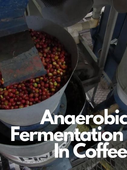 This image shows anaerobic fermentation, a modern processing method where coffee is fermented in an oxygen-free environment to create bold, complex flavors.