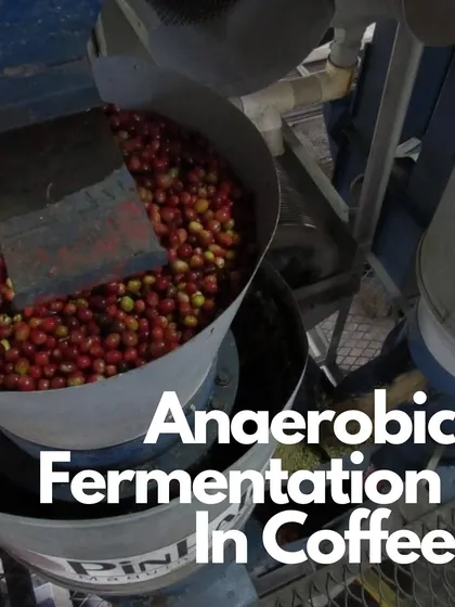 Coffee cherries in an anaerobic fermentation tank. This oxygen-free process allows specific microbes to thrive, creating bold and unique flavors.
