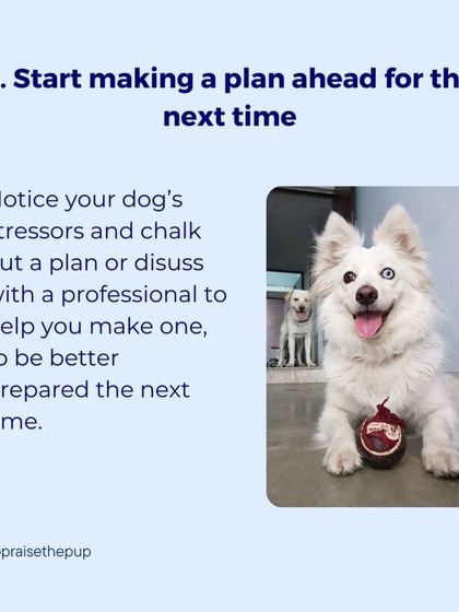 The festive season can be stressful for dogs. After a night of fireworks, it's important to help them decompress. This graphic offers tips on how to help your dog relax and recover from a stressful event.