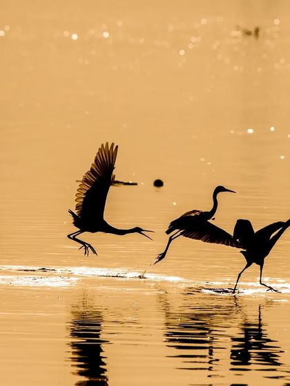 A beautiful silhouette of Egrets in action during the golden hour at Najafgarh Lake.